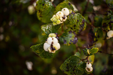 White berries covered in dewdrops