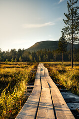 A wooden walkway meanders through the serene marsh forest at golden hour, with Nipfjället mountain towering in the background under a summer sky.