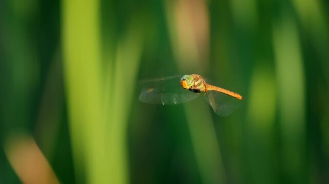 Green-eyed hawker (Aeshna isosceles) flying, red dragonfly in flight