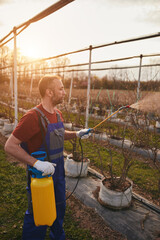 Farmer using pesticide, insecticide and herbicide sprayer sprinkler in an blueberries farm.
