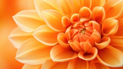 Obraz premium Orange Dahlia Blossom in Garden. Macro Close-up of Beautiful Asteraceae Plant in Autumn