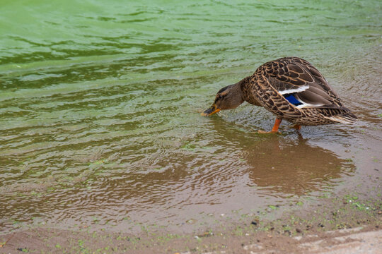 Duck drinks tainted green water from Lough Neagh shoreline caused by toxic cyanobacteria (blue green algae) blooms.