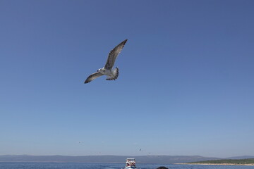 Moewe an einem Schiff