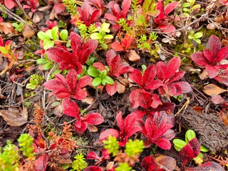 Vibrant red and green foliage covering the forest floor in autumn, showcasing nature's seasonal beauty