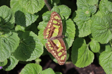 brown and lime green butterfly on shiny green leaves in sunlight 