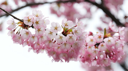 Obraz premium Delicate cherry blossoms in soft pink bloom against a blurred background, capturing the beauty of spring.