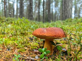 A solitary mushroom grows on the forest floor amidst tall trees in a serene woodland setting during autumn