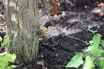 large brown butterfly with eye design clinging to the side of a tree