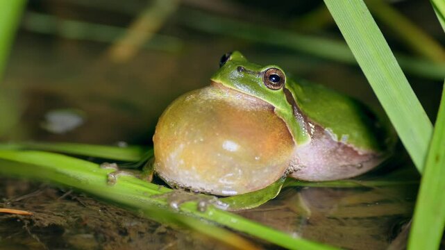 European tree frog (Hyla arborea) croaking, calling at night