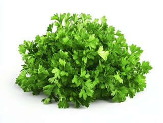 Fototapeta premium Parsley Bunch Isolated on White Background. Fresh Green Herb Leaf Garnish
