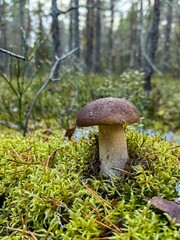 A mushroom growing on lush green moss in a serene forest during early autumn