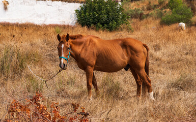 Fototapeta premium Caballo alazán, animal equino, pastando en el campo.