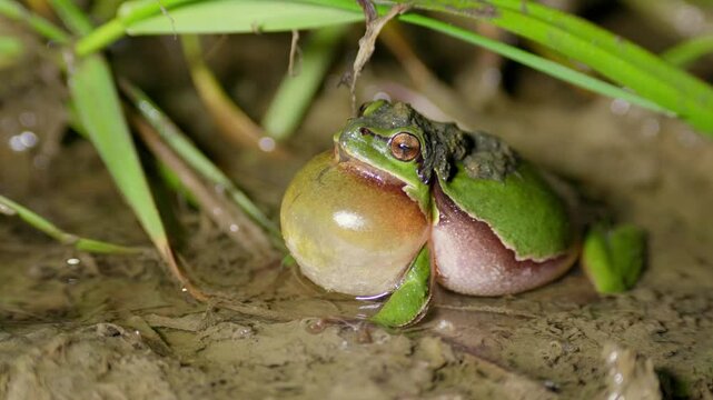 European tree frog (Hyla arborea) croaking, calling at night