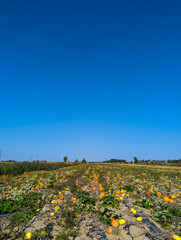 Fototapeta premium Vast Pumpkin Patch in autumn in Canada with Ripe Orange Pumpkins Ready for Harvest: Perfect for Pick-Your-Own Fun