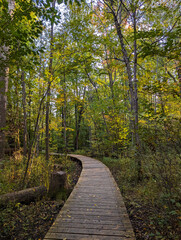 Forest Path at the Start of Autumn: Green Leaves Turning to Fall Colors