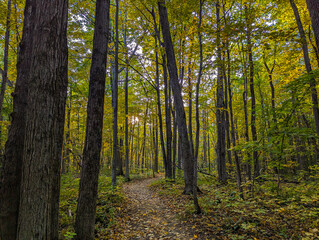 Forest Path at the Start of Autumn: Green Leaves Turning to Fall Colors