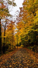 Vibrant Autumn Wonderland: Colorful Fall Foliage in Serene Forest Landscape