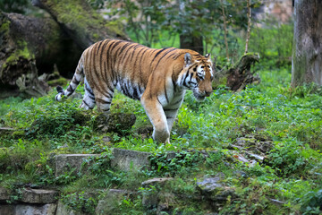 Amur tiger