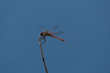 Dragonfly on a blade of grass against a blue sky