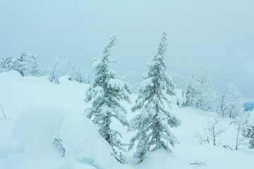 Snowy fir trees on the top of a mountain. Monochrome winter landscape.