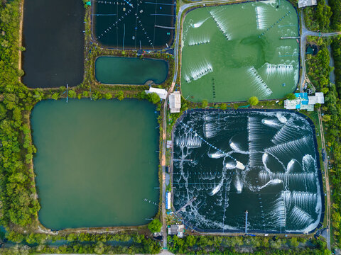 Aerial view of the prawn farm in Nakhon Si Thammarat Province in Thailand