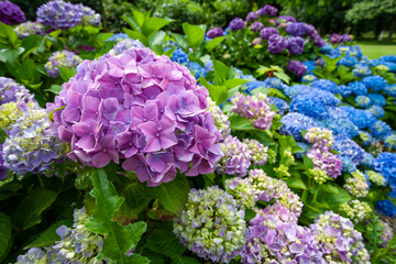 A breathtaking display of stunning hydrangeas showcasing vibrant purple and blue hues all in a lush garden area