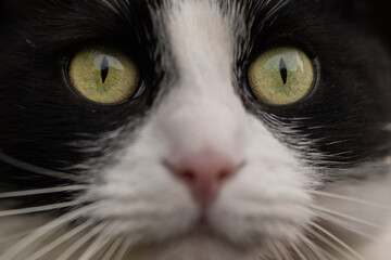 close up of a tuxedo black and white cat with green eyes
