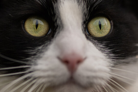 close up of a tuxedo black and white cat with green eyes - Powered by Adobe