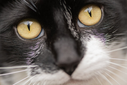 close up of a black an white cats eyes and nose
