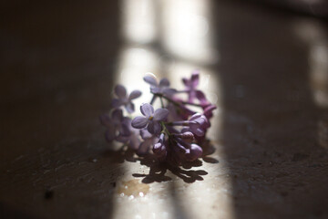 glass of water with flower