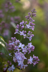 flowers in the garden