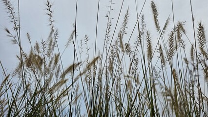 Obraz premium 흐린 가을날 구름이 있는 하늘 배경으로 무르익은 강아지풀 근접