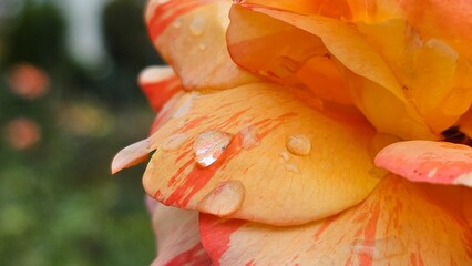 가을 야외 공원 정원에 핀 오렌지색 장미꽃과 빗물 방울 클로즈업