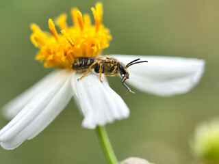 Close up of honey bee sucking flower nectar