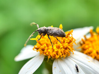 Close up of beetle perched on flowers, longhorn beetle (Mesosa)