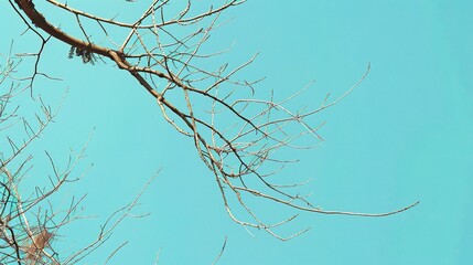 Dry tree branches with blue sky - a serene and natural sight. This image showcases dry tree branches against a beautiful blue sky, creating a sense of tranquility and simplicity