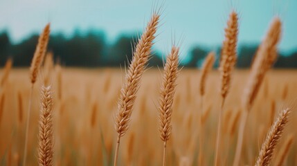 Fototapeta premium Golden wheat field under a clear blue sky, lush natural scenery.