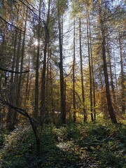 Obraz premium autumn forest in the morning