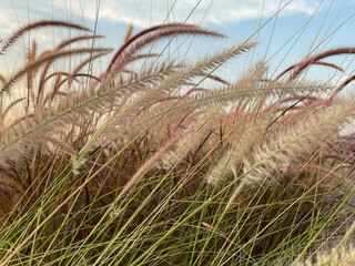 Obraz premium Photograph of cogon grass, showcasing its feathery tufts swaying in the breeze