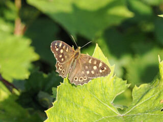 a brown specled wood butterfly resting on a leaf