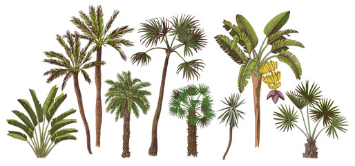 Colorful sketched palm trees collection