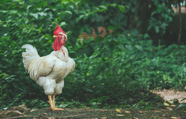 Portrait of white farmer rooster in the yard. Beautiful farm rooster in the grass