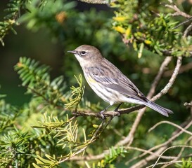 Yellow-Rumped Warbler 