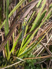 Blaugrüne Mosaikjunfer am Teich - dragonfly at the pond