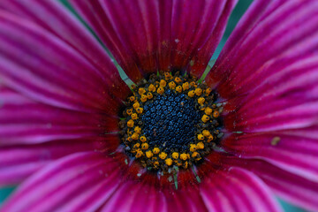 some flowers in spring in Chile