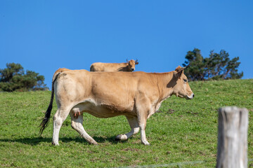 Beautiful cows grazing on a lush green hillside meadow.
