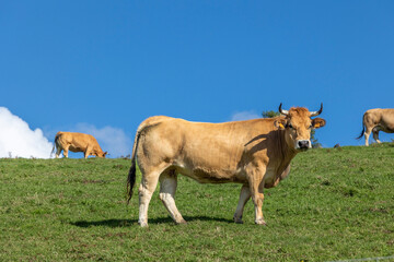 Beautiful cows grazing on a lush green hillside meadow.