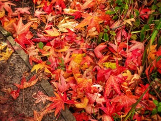 Fallen red leaves in autumn