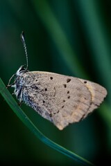 Fototapeta premium close up of a butterfly