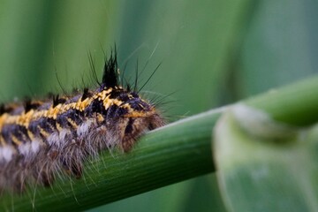 caterpillar on a leaf